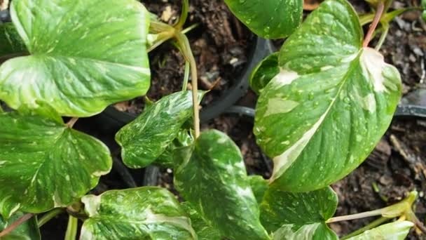 Homalomena Plant Ház Kertjében Friss Bueatyfull Vareigated Növény Virágzó Zöld — Stock videók