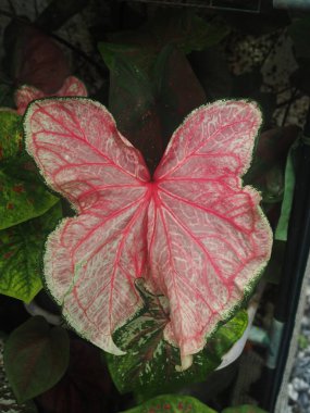 ama kaladyum bicolor ev tenceresi tatlı ve çeşitli bitkiler bahçe hilobuaty