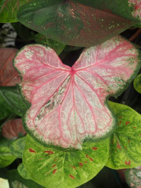 ama kaladyum bicolor ev tenceresi tatlı ve çeşitli bitkiler bahçe hilobuaty