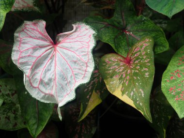 Not defteri ve gözlükler ahşap masaya eski tarz yazar ve okuyucu