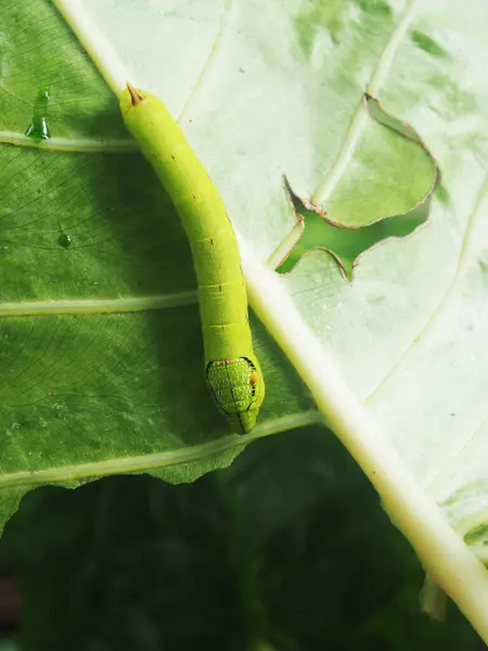 หนอนส ยวบนพ นหล Leafe Colasia Leafe — ภาพถ่ายสต็อก