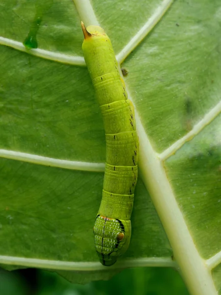 Červ Zelená Zeleném Listě Pozadí Jíst Colocasia List — Stock fotografie