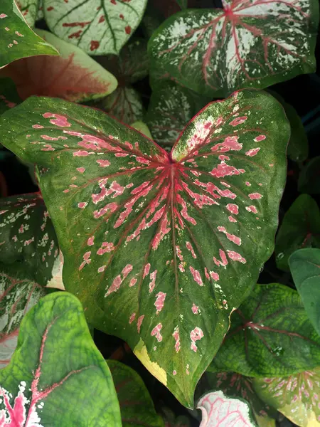 Ama Kaladyum Bicolor Tenceresi Tatlı Çeşitli Bitkiler Bahçe Hilobuaty — Stok fotoğraf