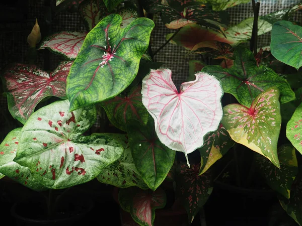 Bueatyful Caladium Bicolor House Pot Sweet Vareigated Plants Angelwing Garden — Stock Photo, Image