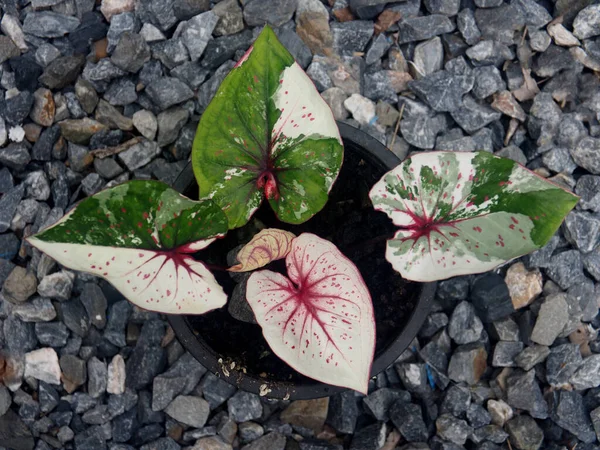 stock image bueatyful caladium bicolor house pot sweet and vareigated plants angelwing garden hilobueaty