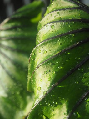 Colocasia 'nın üzerine bir damla su. Pharoh kütlesi yeşil arka plan yaprağı.