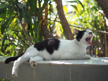 Siyah beyaz Tayland kedisi kısayolu gevşeme esnemesi