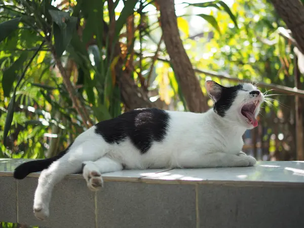 Siyah beyaz Tayland kedisi kısayolu gevşeme esnemesi