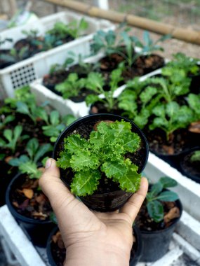 Esrarlı sebzeli lahana bebek ve sebzeli sağlıklı bakımla büyümek.