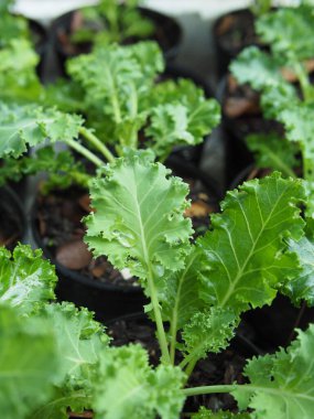 Esrarlı sebzeli lahana bebek ve sebzeli sağlıklı bakımla büyümek.