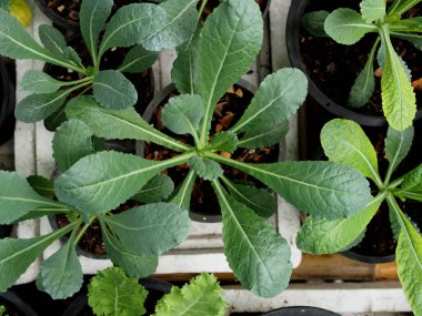 Esrar bahçesinde lahana ve yeşil salata taze ve organik