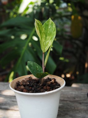 zamioculcas mamifolia in caramic pot on table with garden background nature