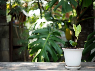 zamioculcas mamifolia in caramic pot on table with garden background nature