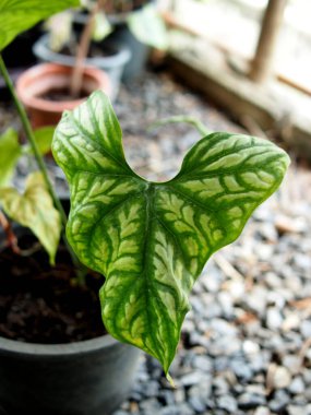 Araceae Cercestis mirabilis ailesi çömlek renkli yapraklarda bitki ve kaladyum