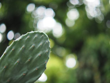 Bahçede büyüyen yeşil çaydanlıkta kaktüs bitkisi.