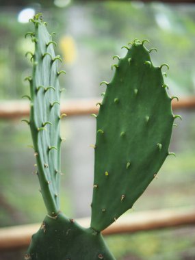 Bahçede büyüyen yeşil çaydanlıkta kaktüs bitkisi.