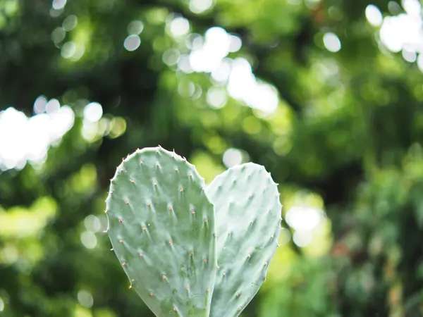 Bahçede büyüyen yeşil çaydanlıkta kaktüs bitkisi.