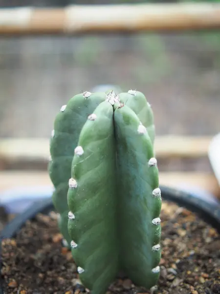 Bahçede büyüyen yeşil çaydanlıkta kaktüs bitkisi.