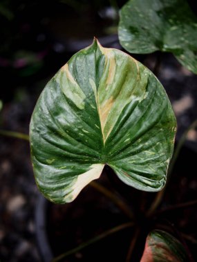 Homalomena aromatica ev otunda çeşitlendirilmiş bitki