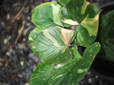 Homalomena aromatica ev otunda çeşitlendirilmiş bitki