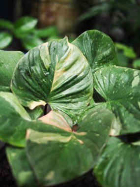 Homalomena aromatica ev otunda çeşitlendirilmiş bitki