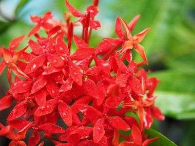 ixora kaksinea kırmızısı yağmur damlası ile çiçek açıyor