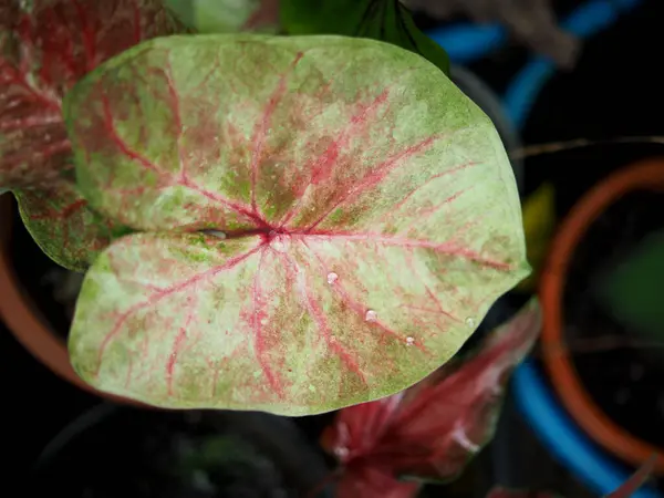 stock image caladium bicolor and variety of plants bueatiful for decorate home