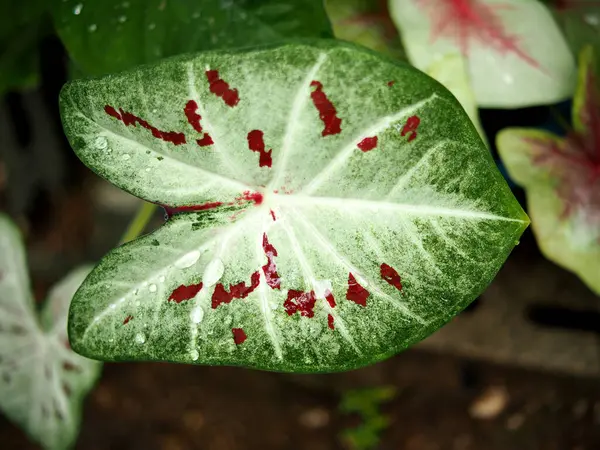 stock image caladium bicolor and variety of plants bueatiful for decorate home