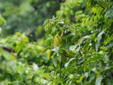Yeşil yaprakların üzerine yağmur damlası ve bulanık arkaplan 