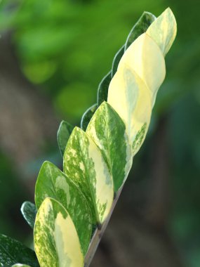 zamioculcas zamiifolia çeşitli ev tenceresi süsleme yaprakları 