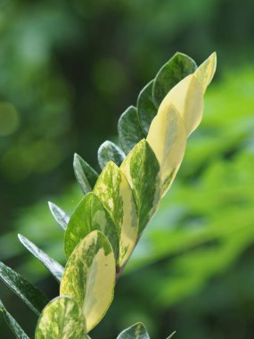 zamioculcas zamiifolia variegated bueatyful leafe in house pot decorate garden  clipart