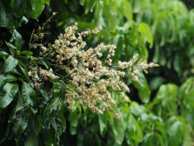 Ağaçta açan longan çiçeği meyveye dönüşmeye hazır.