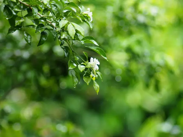 Yeşil yaprakların üzerine yağmur damlası ve bulanık arkaplan 