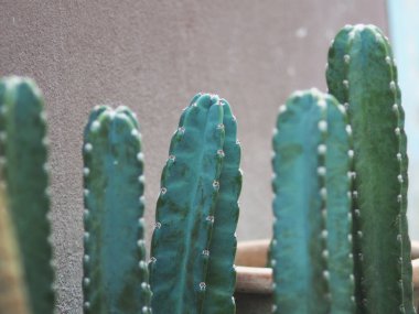 Cereus hildmannianus Jamacaru kaktüsü süsleme ve bahçıvanlık