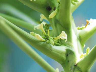 Papaya çiçeği ağaçta çiçek açıyor sağlıklı yiyecekler ve friut 'a dönüşüyor.