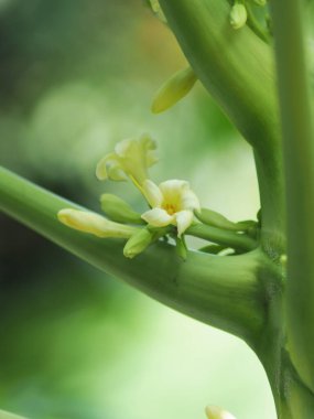 Papaya çiçeği ağaçta çiçek açıyor sağlıklı yiyecekler ve friut 'a dönüşüyor.