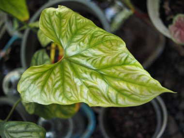 Cercestis mirabilis bueaty doku bitki yaprakları ev yeşili evde. 