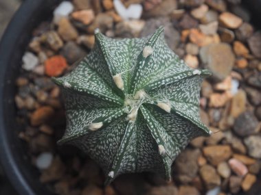 Ev kabında jamacaru ve kaktüs bitkileri süsler.