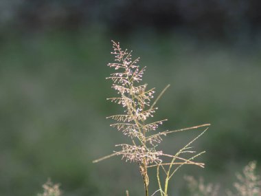 Güneş ışığı çimenleri uçtu ve arka plan bulanıklaştı. Tatlı çiçek.