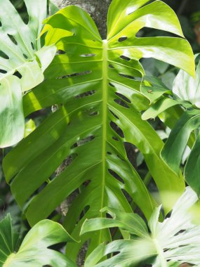 Monstera yaprakları ev bahçesini ve meyveleri süslüyor. 