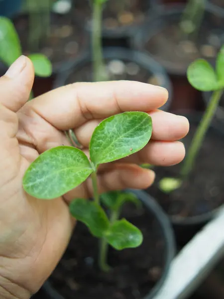 Genç bitkiler filizlenir, büyür ve filizlenmeye hazır olurlar.