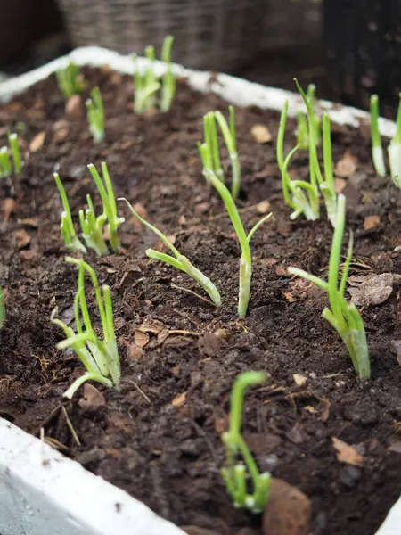 Genç bitkiler filizlenir, büyür ve filizlenmeye hazır olurlar.