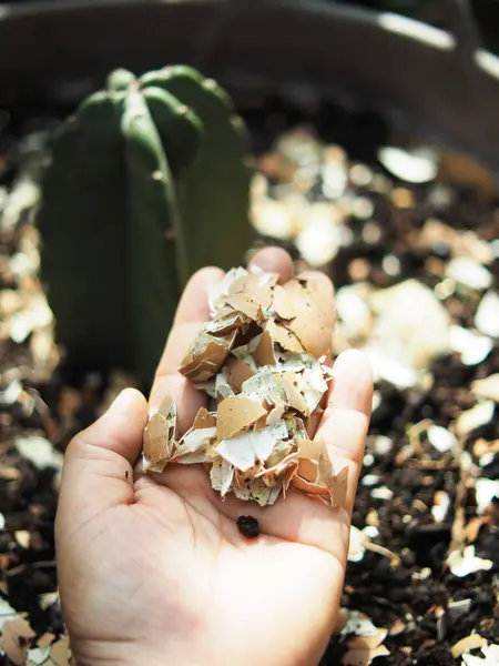 Bitki yetiştirmek için yumurta kabuğu ve toprağın içindeki bileşikler bitki için iyidir.