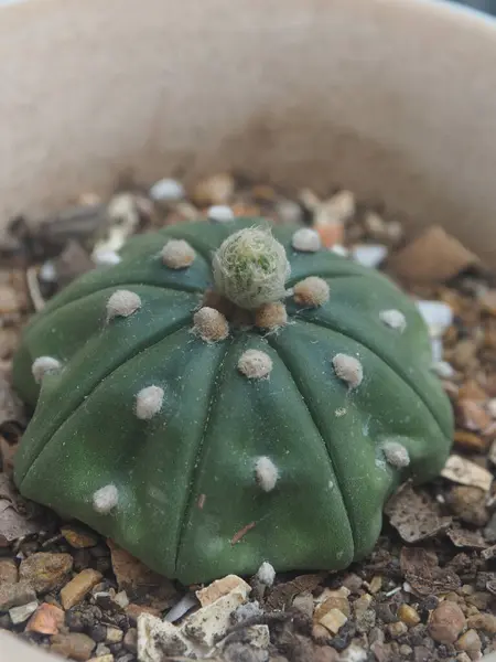 Ev kabında jamacaru ve kaktüs bitkileri süsler.