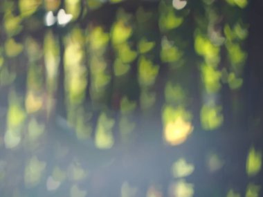 kalp bokeh bulanık yeşil arkaplan