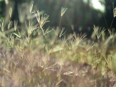 Sabah güneşinde çimenler