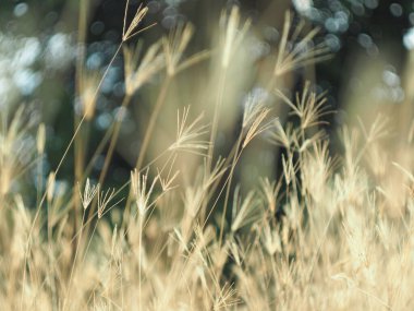 Ağaçlar ve yapraklarla dolu güzel bir sonbahar ormanı