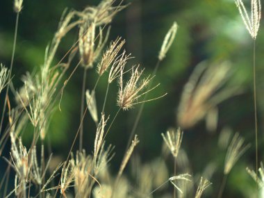 Güzel yabani çiçeklerin yakın görüntüsü