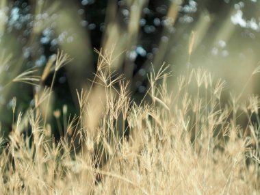 Parktaki güzel çiçekler.