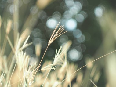 Güzel botanik fotoğrafı, doğal duvar kağıdı.